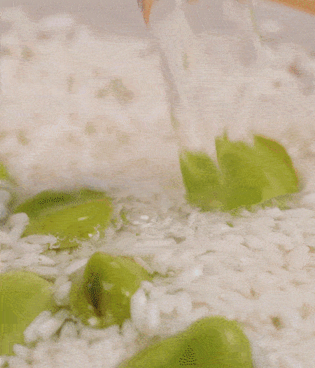 鍋底抹油，將淘洗干凈的大米，加蠶豆、清水，蓋蓋中火煮。